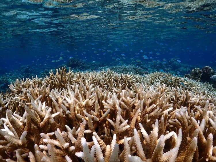 海洋生態系支える「ブルーボンド」、拡大への期待感