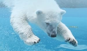 エルニーニョがもたらす異常気象 常態化する気候リスクに企業はどう備える?