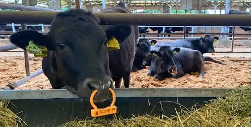 メタン大量排出の牛ゲップ、飼料工夫で削減 クレジット化し群馬の企業に販売
